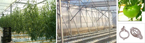 invernadero multicapilla romanico lineas cultivo