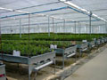 mesas cultivo hidroponico