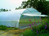 tunel agricola frontales